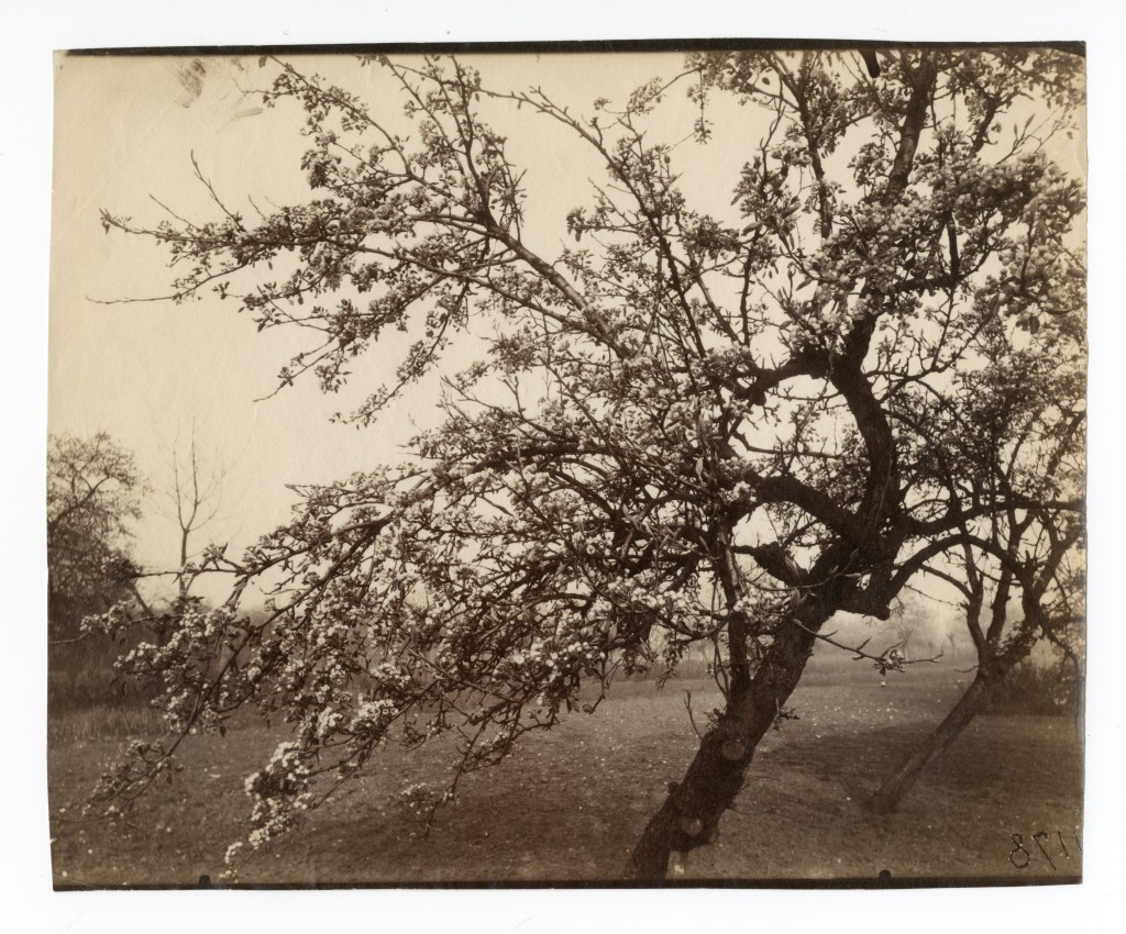 Eugène ATGET (Libourne 1857-Paris 1927) arbre Fleurs 1178 Vers 1922