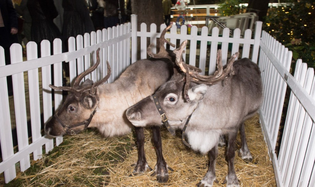 BONPOINT-opens-the-winter-games-reindeer